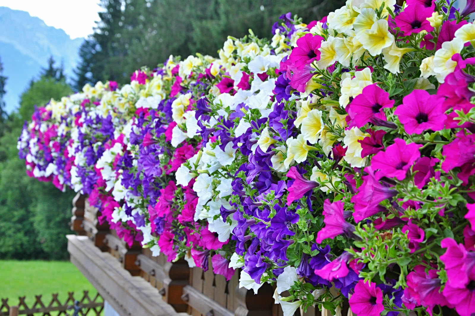 Graines de Pétunia Grandes Fleurs