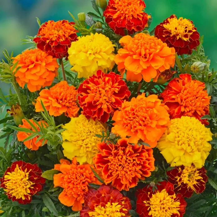 +/- 600 Graines d'Œillet d'Inde (Honey Moon) - Marigold Seeds (Honey Moon) – Image 2