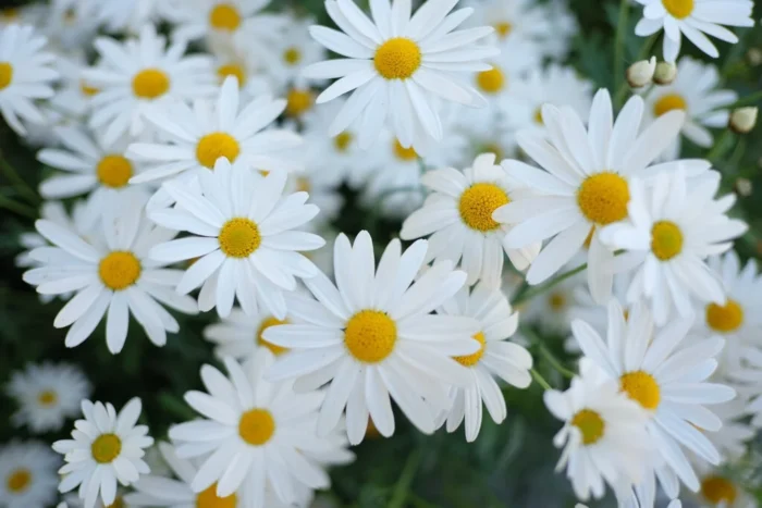 Graines de Paquerette - Daisy seeds