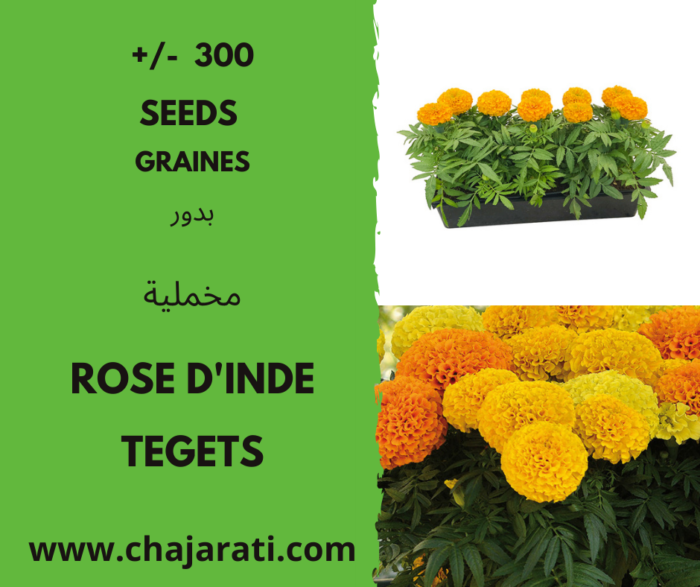 Graines de Rose d'Inde