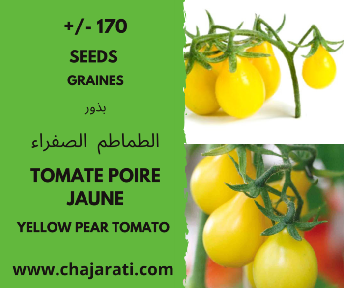 graines de Tomate Poire Jaune