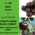 Les graines de Tomate Cerise Black Cherry