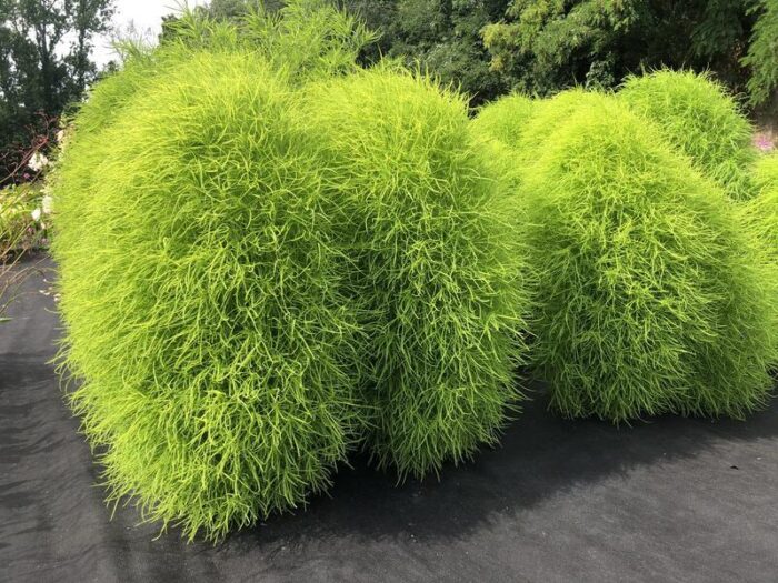 graines de Kochia