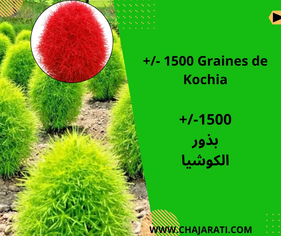 Graines de Kochia – بذور الكوشيا