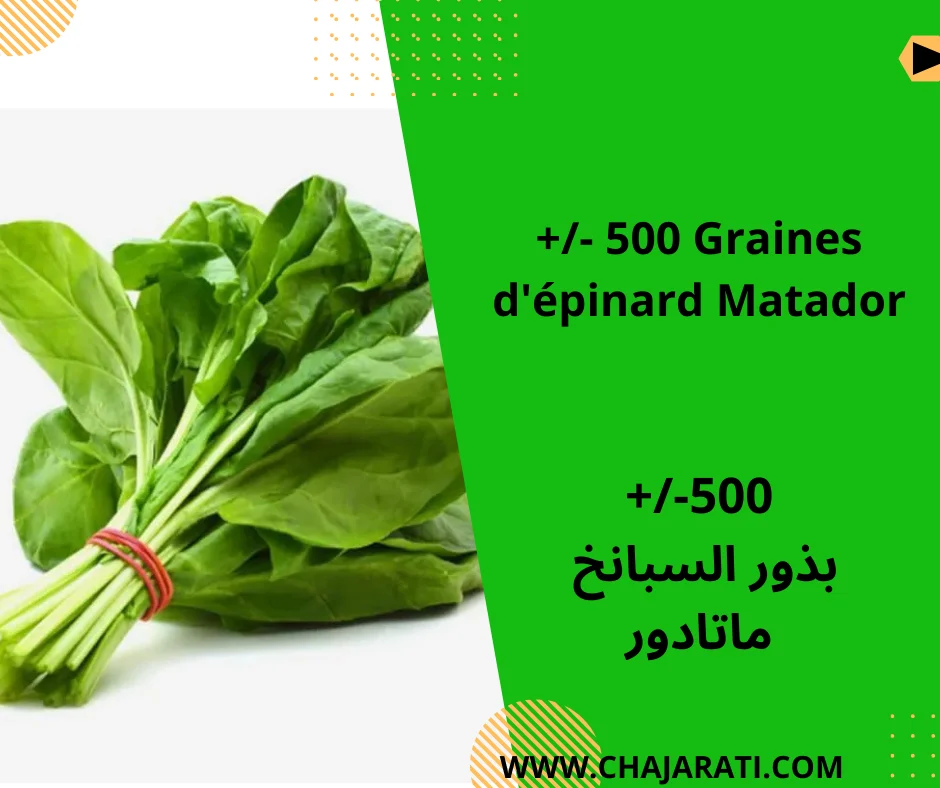 Graines d&rsquo;Epinard Matador