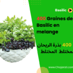 raines de Basilic en melange بذور الريحان المختلط