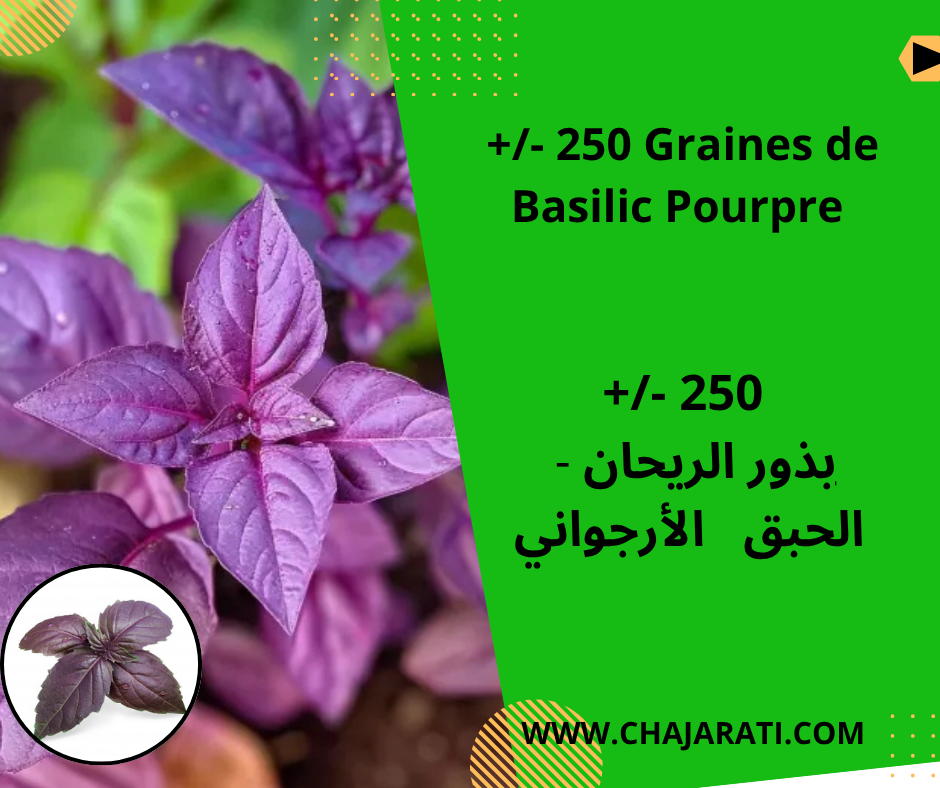 Graines de Basilic Pourpre