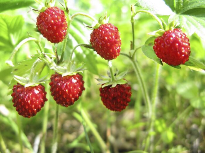 Graines Fraisier des bois