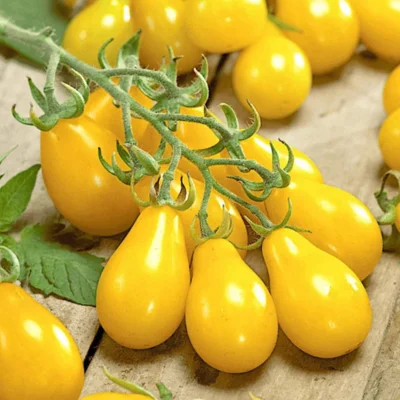 graines de Tomate Poire Jaune