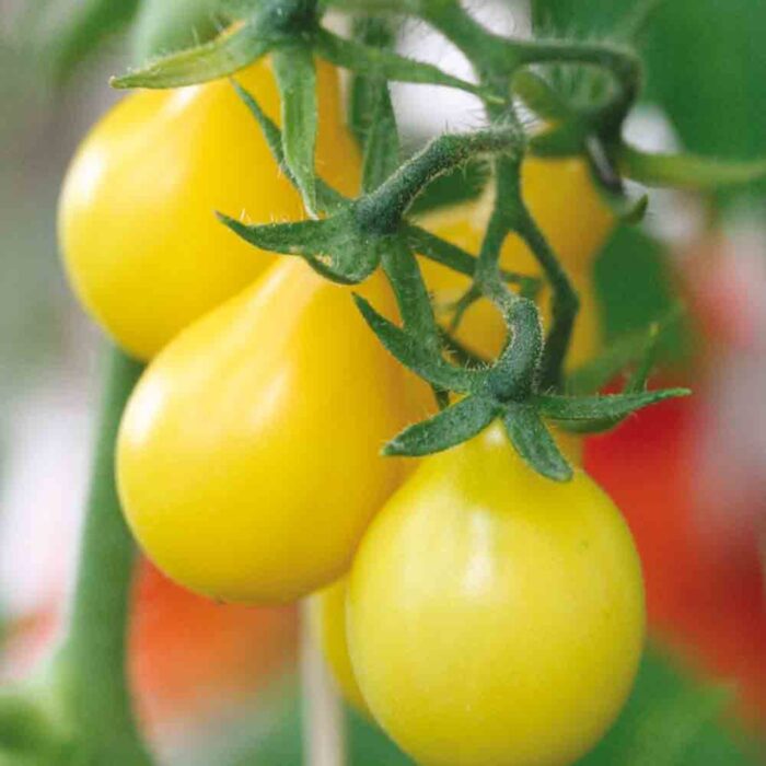 +/- 170 Graines de tomate poire jaune - yellow pear tomato seeds – Image 3