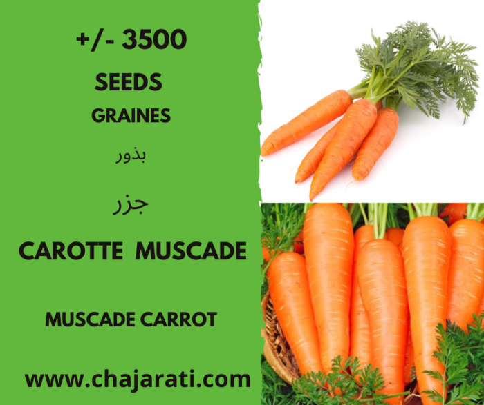 graines de Carotte Muscade بذور الجزر