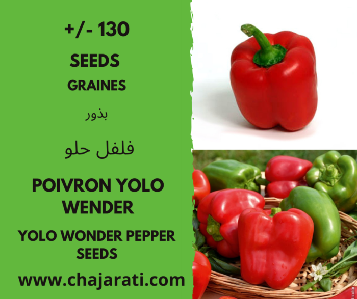 Les graines de Poivron Yolo Wonder بذور الفلفل