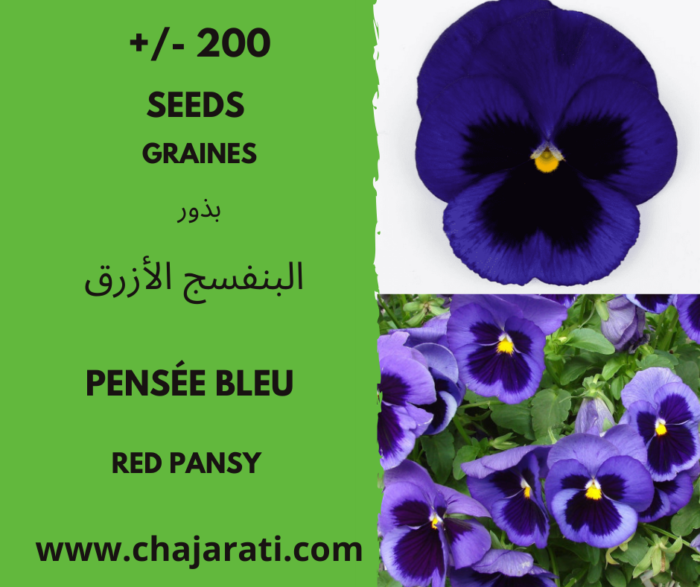 +/- 200 Graines de pensée bleu - Blue Pansy Seeds - Semillas de Pensamiento Azul -بذور البنفسج الأزرق