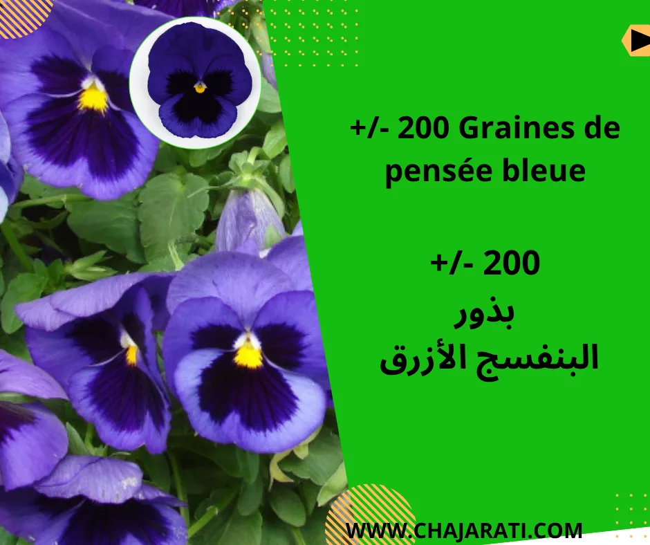 Graines de pensée bleue