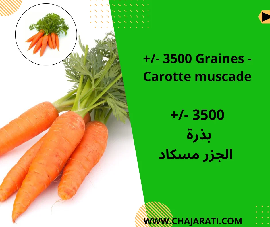 Graines de carotte muscade  –  Muscade Carrot Seeds –  بذور الجزر مسكاد