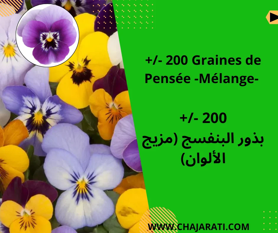 Graines de Pensée -Mélange- /  بذور البنفسج (مزيج الألوان)