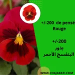 +/- 200 Graines de pensée Rouge - بذور البنفسج الأحمر