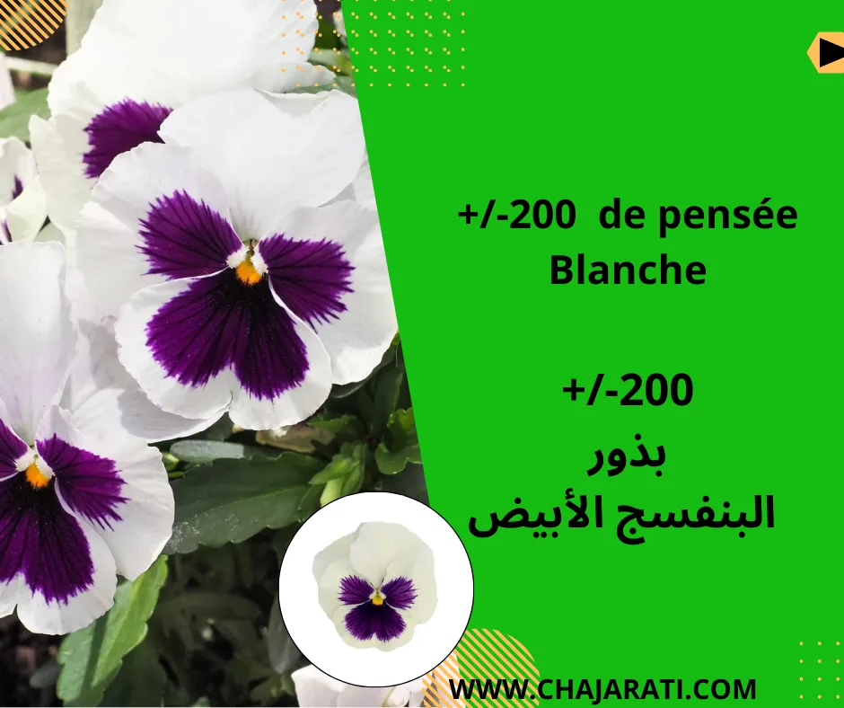 Graines de Pensée blanche –  بذور البنفسج الأبيض