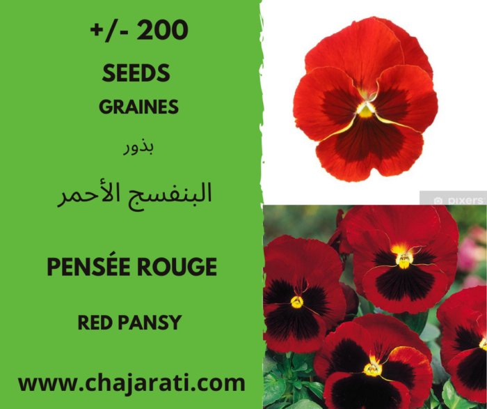 +/- 200 Graines de pensée Rouge - Red Pansy Seeds - Semillas de Pensamiento Rojo - بذور البنفسج الأحمر