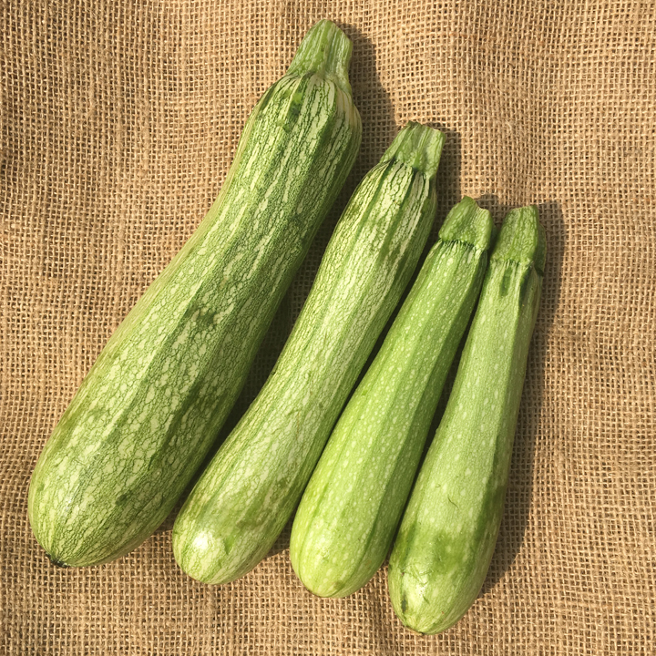 21  Graines   de courgette Verte d’Alger