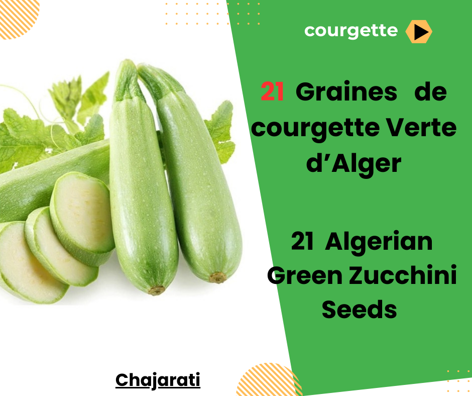 21  Graines   de courgette Verte d’Alger