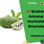 graines d'Annona muricata Graviola