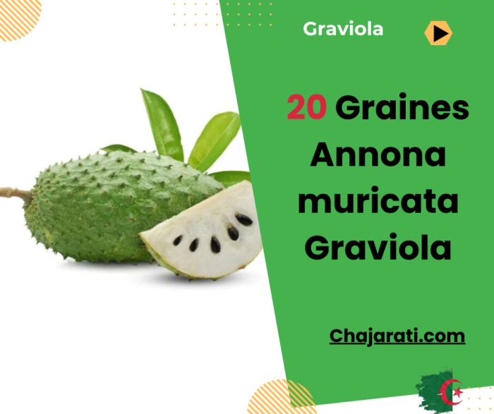 graines d'Annona muricata Graviola