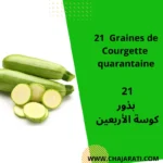 21Graines de Courgette quarantaine - بذور كوسة الأربعين