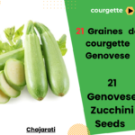 courgette Genovese