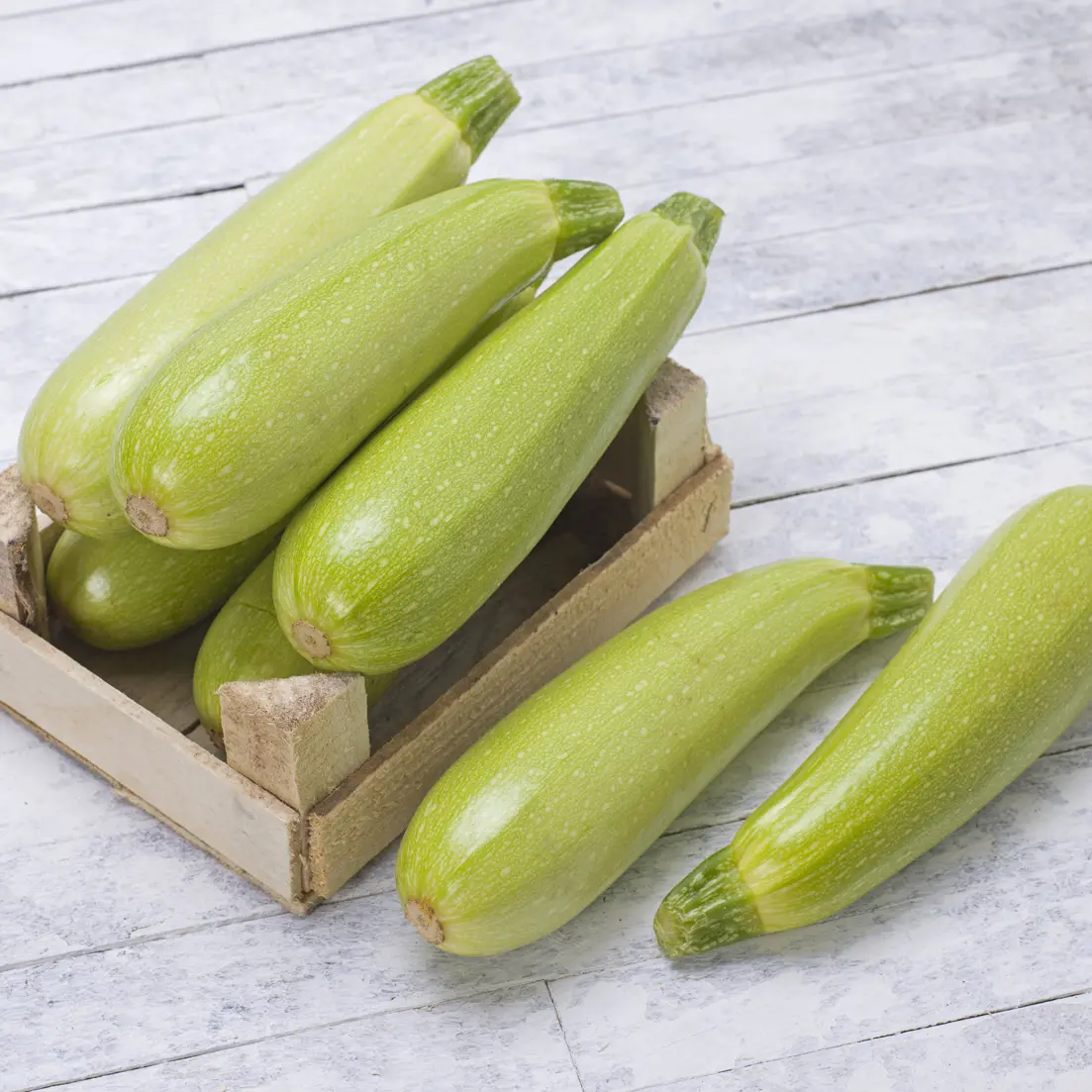 21  Graines   de courgette Verte d’Alger