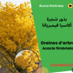 Acacia fimbriata أكاسيا الفيمبرياتا