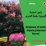 Albizia julibrissin 'Rosea',