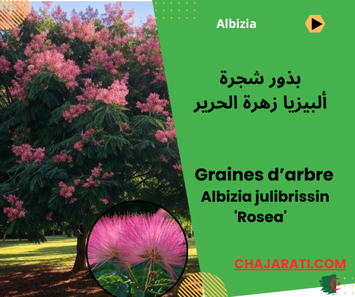 Albizia julibrissin 'Rosea',
