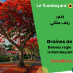 Delonix regia رنف ملكي