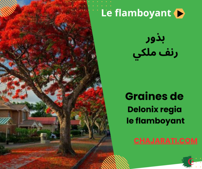 Delonix regia رنف ملكي