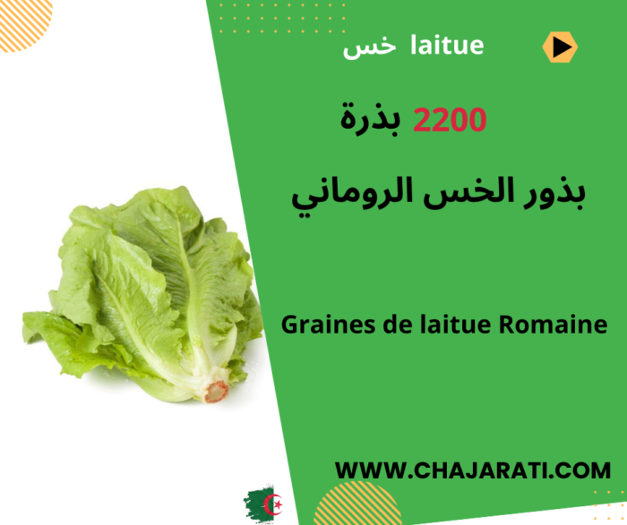 Graines La laitue Romaine
