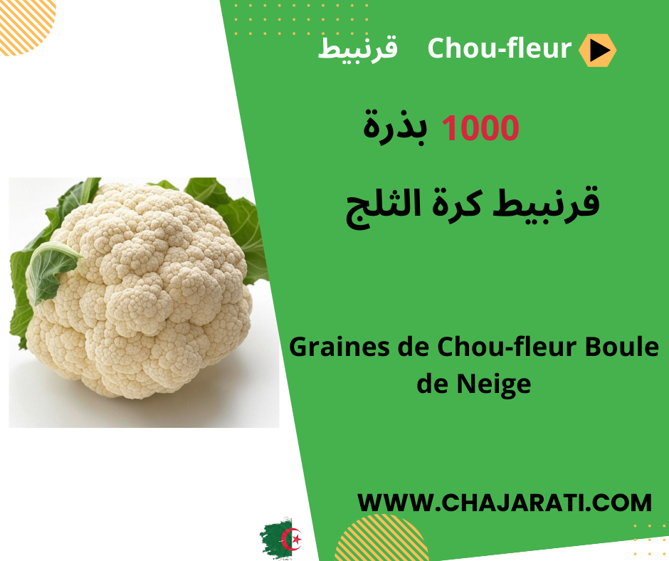 Chou-fleur Boule de Neige قرنبيط