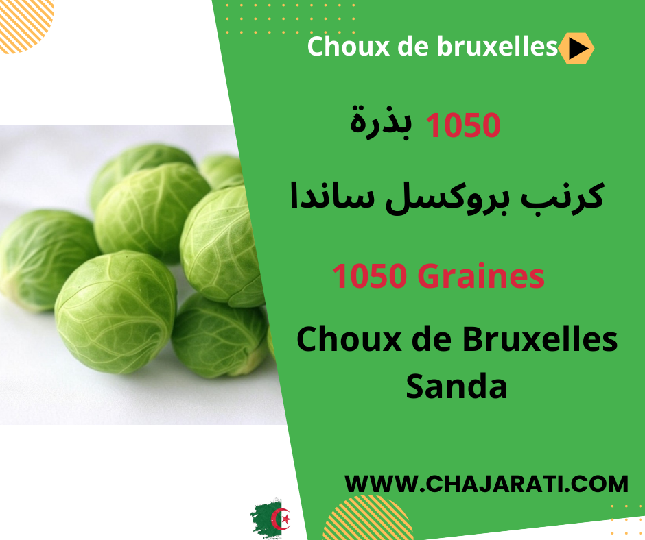 Chou de Bruxelles Sanda.