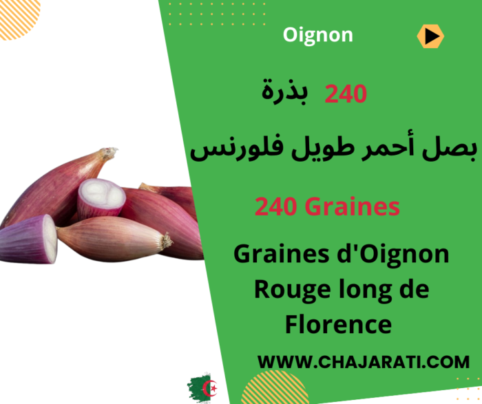 graines d’Oignon Rouge Long de Florence بصل أحمر طويل فلورنس