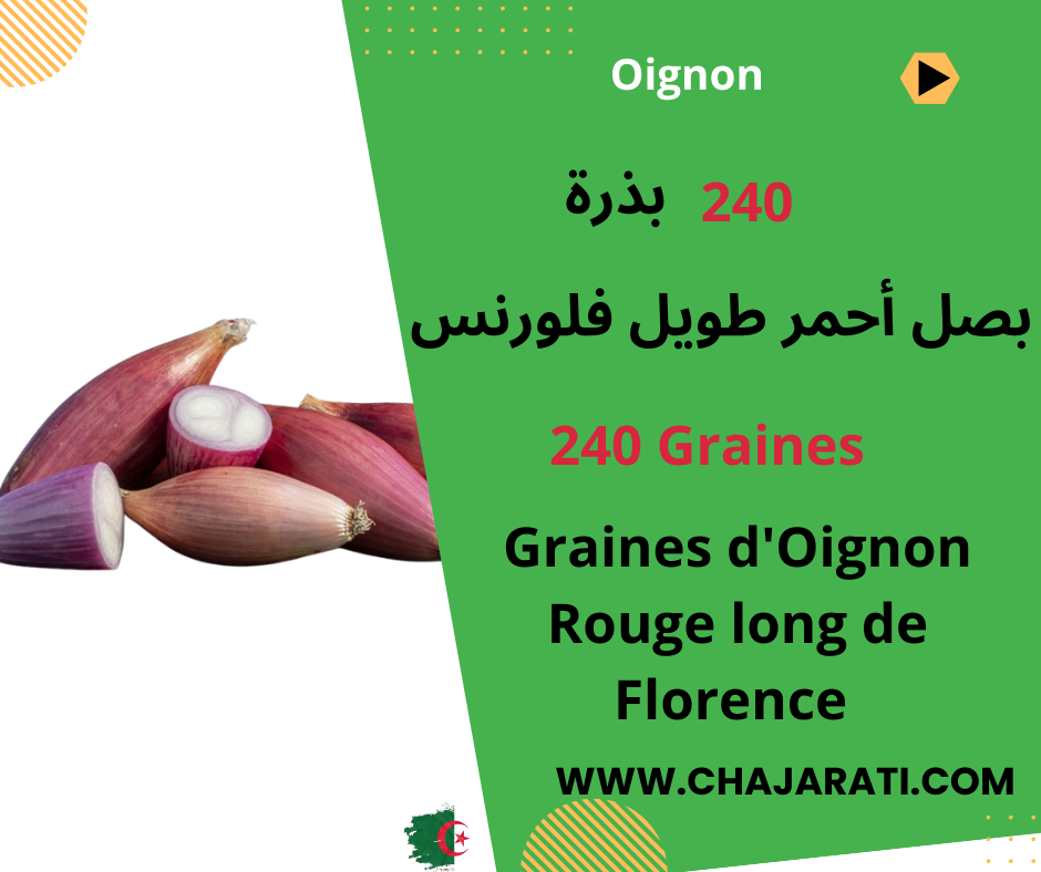 graines d’Oignon Rouge Long de Florence   بصل أحمر طويل فلورنس