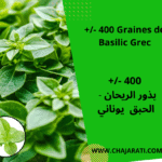 Graines de Basilic Grec / بذور ريحان يوناني