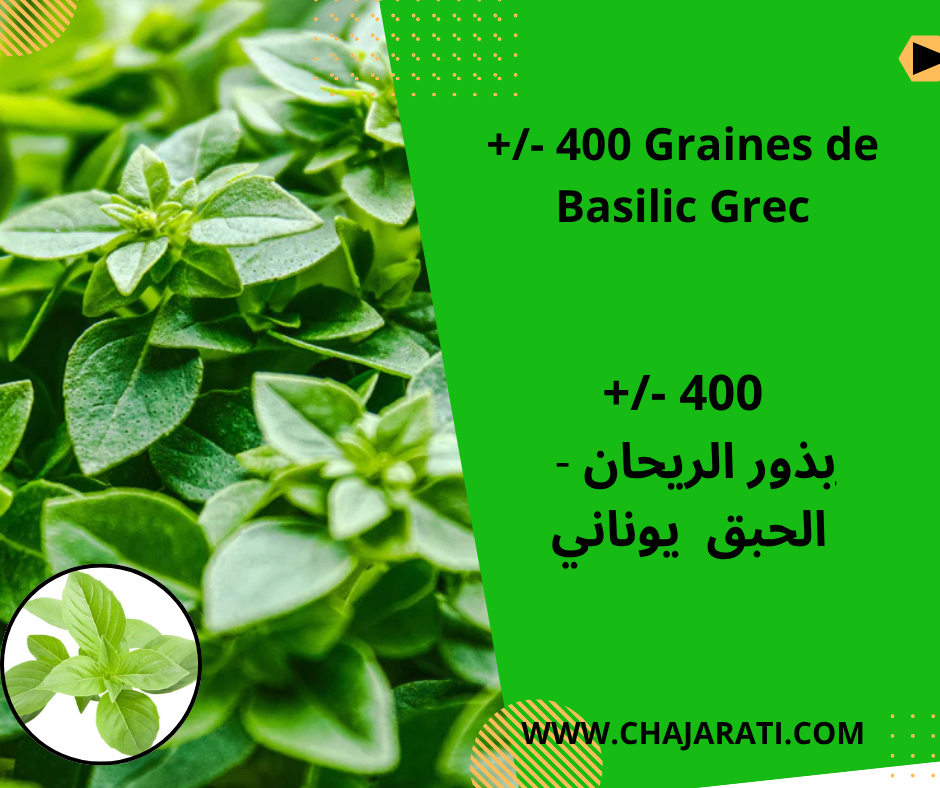 Graines de Basilic Grec