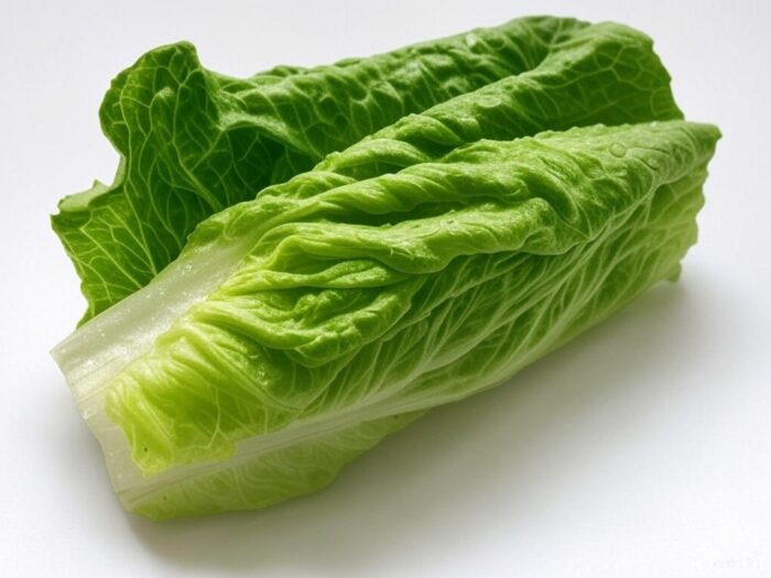 Graines de La laitue Romaine الخس