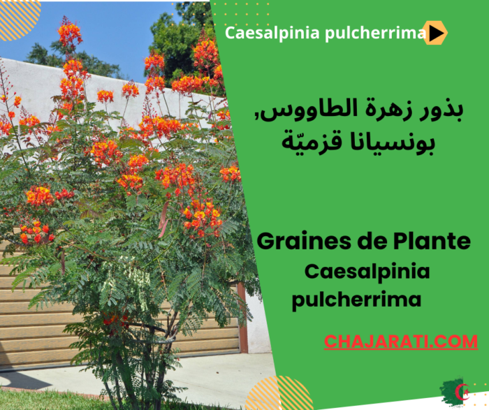 Graines Caesalpinia pulcherrima زهرة الطاووس