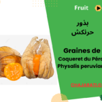 Graines de Coqueret du Pérou (Physalis peruviana) بذور الحرنكش