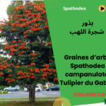 Graines Tulipier du Gabon (Spathodea campanulata) بذور شجرة التوليب الأفريقي