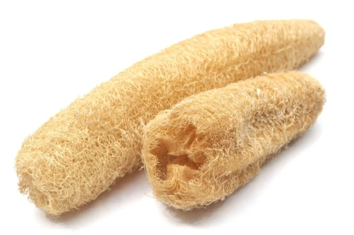 Graines de luffa