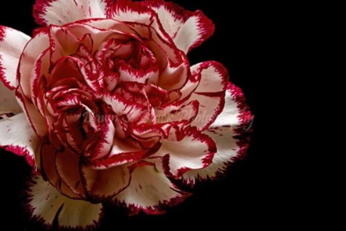 Œillet Chabaud Avranchin Rouge et Blanc بذور القرنفل شابو أفراشان الأحمر والأبيض
