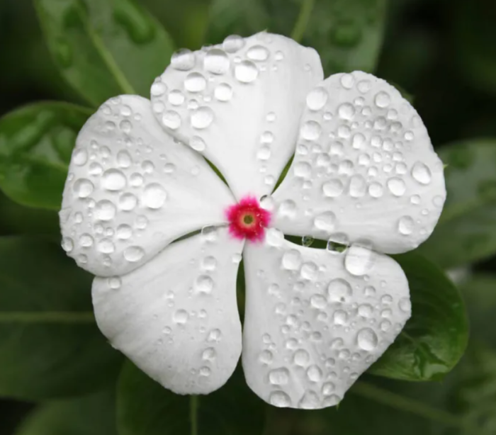 Graines de Pervenche Blanche ذور نبتة العناقية البيضاء