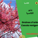 Graines de Cassia Renigera - Cassia Rose بذور كاسيا رينيجيرا - كاسيا الوردية